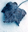 flora - wintry leaf flora - wintry leaf
