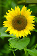 flora - sunflower (helianthus annuus)