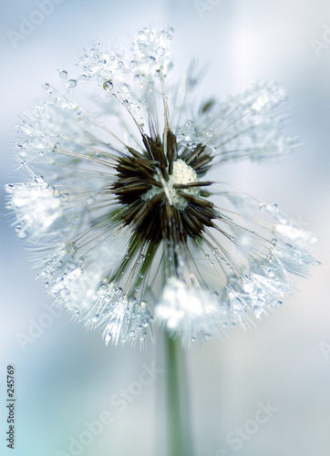 flora - dandelion (taraxacum officinale)