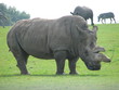 rhinocéros