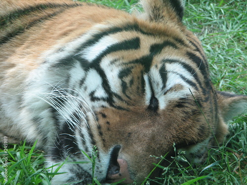 tigre