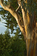 san francisco eucalyptus