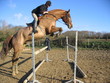 saut d'obstacles saut d'obstacles