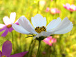 Photo: clean flower clean flower
