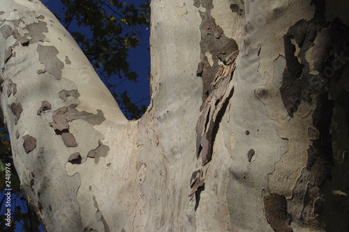 Photo: trunk trunk