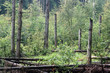 trees and forest trees and forest