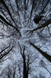 trees and forest trees and forest