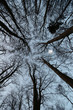 trees and forest trees and forest