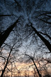 trees and forest trees and forest