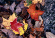 frosted, autumn leaves frosted, autumn leaves