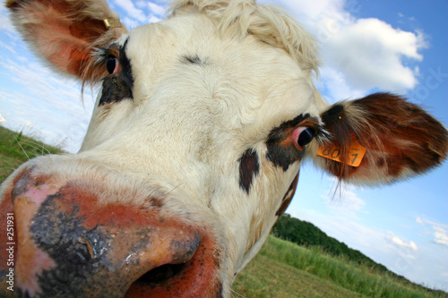 vache