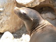 marineland - otarie femelle