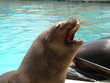 marineland - otarie mal