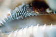 shell 1