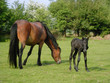 new forest ponies new forest ponies