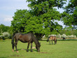 new forest ponies new forest ponies