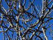figuier en hiver