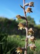 helléborine à petites feuilles epipactis microphyl