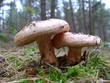 echter reizker lactarius deliciosus