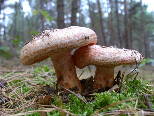 Photo: echter reizker lactarius deliciosus echter reizker lactarius deliciosus