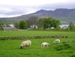 sheep, loch rannoch sheep, loch rannoch