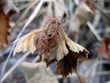 Foto: saison saison
