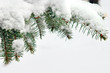 snowy pine