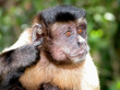 macaque