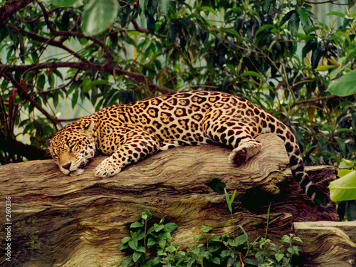 jaguar