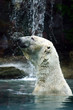 ours blanc