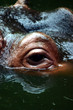 oeil d'hippopotame