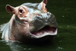 bébé hippopotame