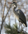 heron4979