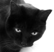Photo: blackcat blackcat