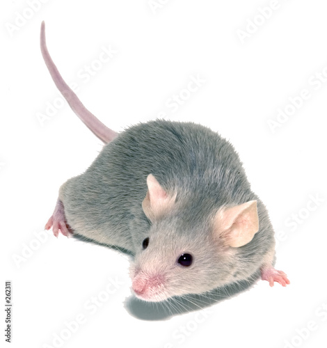 mouse 3