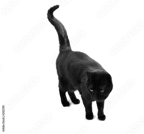 Photo: blackcat blackcat
