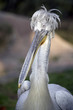 pelican4997