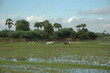 country side farming country side farming