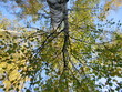 birch