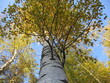 birch