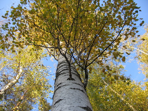birch