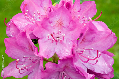 Foto: rhododendron rhododendron