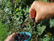 brombeeren pflücken
