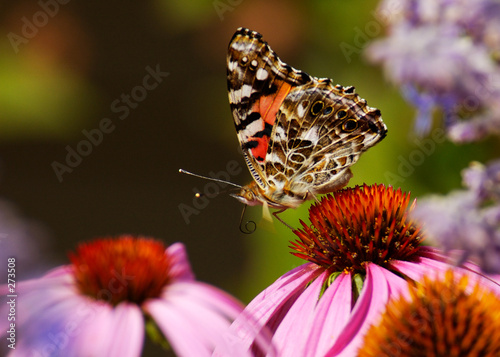 Foto: butterfly on flower butterfly on flower