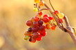 grapevine in sunset 2