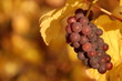 golden grapevine