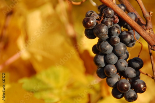 grapevine in fall 2
