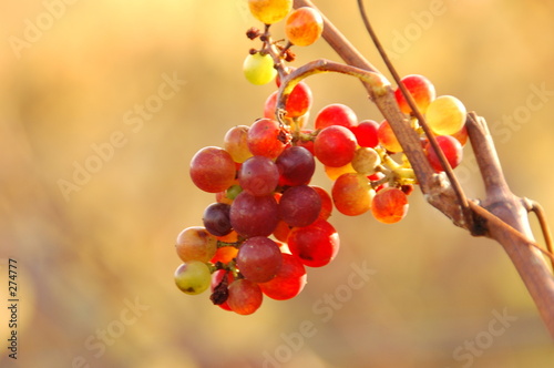 grapevine in sunset 2