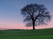 die ulme im morgenrot