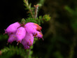 flores de invierno